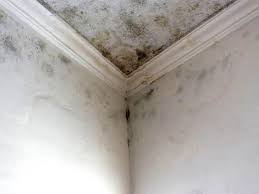 Mold Remediation for Rental Properties in Clear Lake, IA